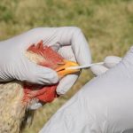 Bird-flu-780×470