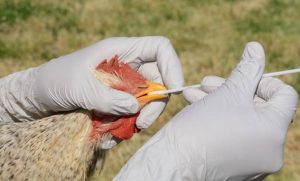 Bird-flu-780×470
