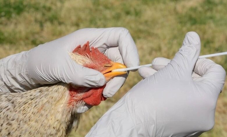 Bird-flu-780×470