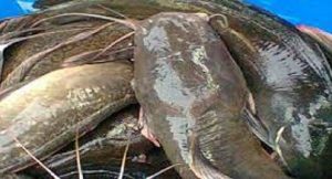 Catfish-farming-1-660×356