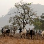 Herder, 2 others jailed in Ilorin over love scam