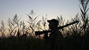 Eating wild meat significantly increases zoonotic diseases risk- UN report