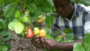 FACAN donates 150,000 free cashew seedlings to Edo farmers