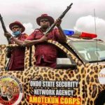 Ondo: Amotekun arrests 3 herdsmen, 180 cows for violating anti-open grazing laws