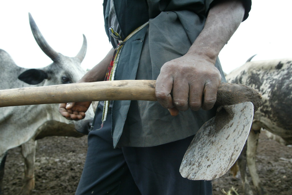 FG to scale up contribution of livestock to GDP – Minister