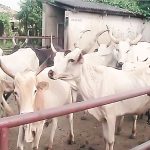 Fedanim-Cattle