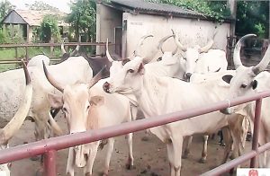 Fedanim-Cattle
