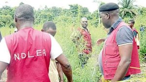 NDLEA raids
