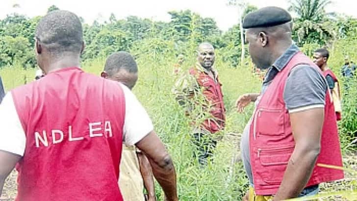 NDLEA raids