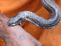 Snake bite victims in more danger as cost of Anti-snake venom hits roof