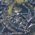 fish farm