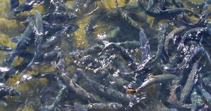 fish farm