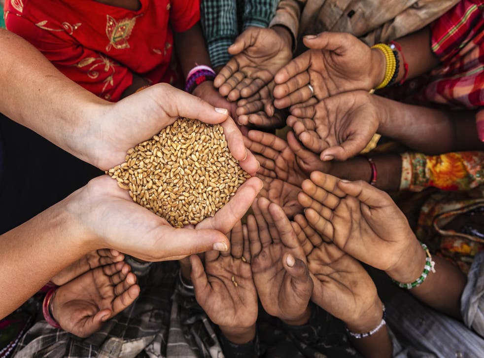 Over 800 million people still chronically hungry globally: university don