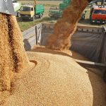 Buhari vows to end wheat importation that costs Nigeria $2 billion annually