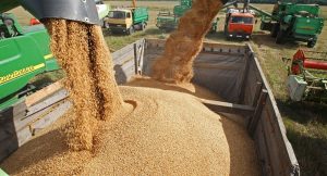 Buhari vows to end wheat importation that costs Nigeria $2 billion annually