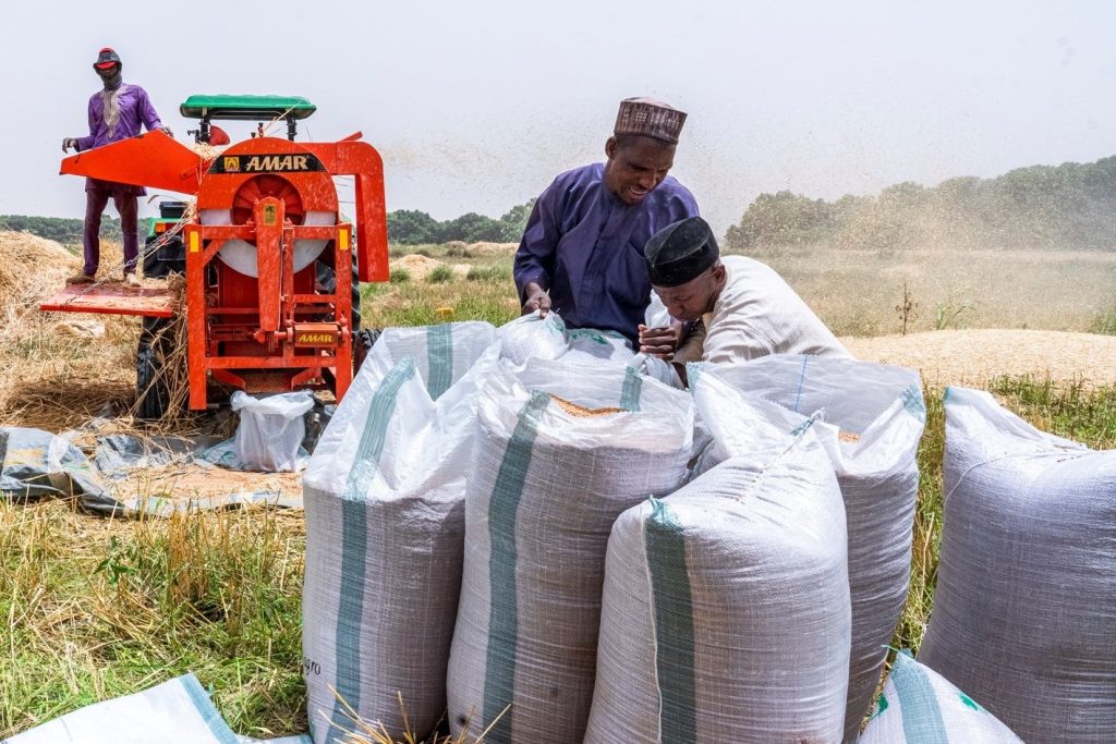 CBN to save $2 billion annually via wheat revolution