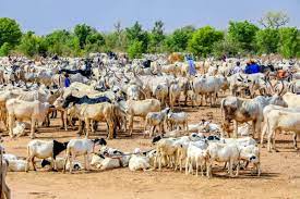 Kano to upgrades five cattle markets