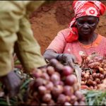 NOPPMAN decry post-harvest losses, seek CBN Anchor Borrowers funds