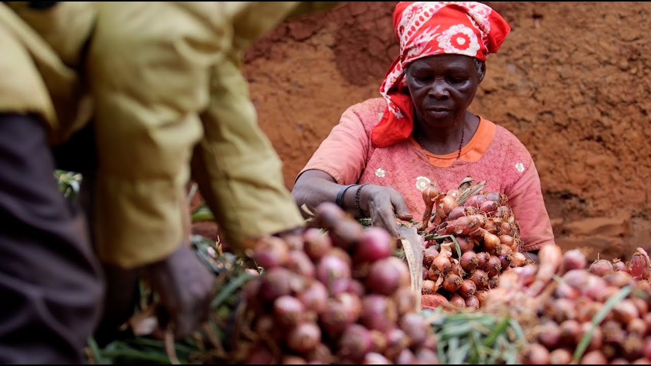 NOPPMAN decry post-harvest losses, seek CBN Anchor Borrowers funds