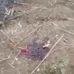 In this image from video taken Dec. 7, 2021, bloodstain is seen on the ground near charred corpses in Done Taw village in the Sagaing region of Myanmar. Outrage spread on social media in Myanmar on Wednesday over images and accounts of the alleged killing and burning of 11 villagers captured by government troops in the country’s northwest. (AP Photo)