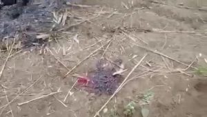 In this image from video taken Dec. 7, 2021, bloodstain is seen on the ground near charred corpses in Done Taw village in the Sagaing region of Myanmar. Outrage spread on social media in Myanmar on Wednesday over images and accounts of the alleged killing and burning of 11 villagers captured by government troops in the country’s northwest. (AP Photo)