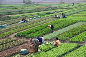 1200px-Agriculture_in_Vietnam_with_farmers