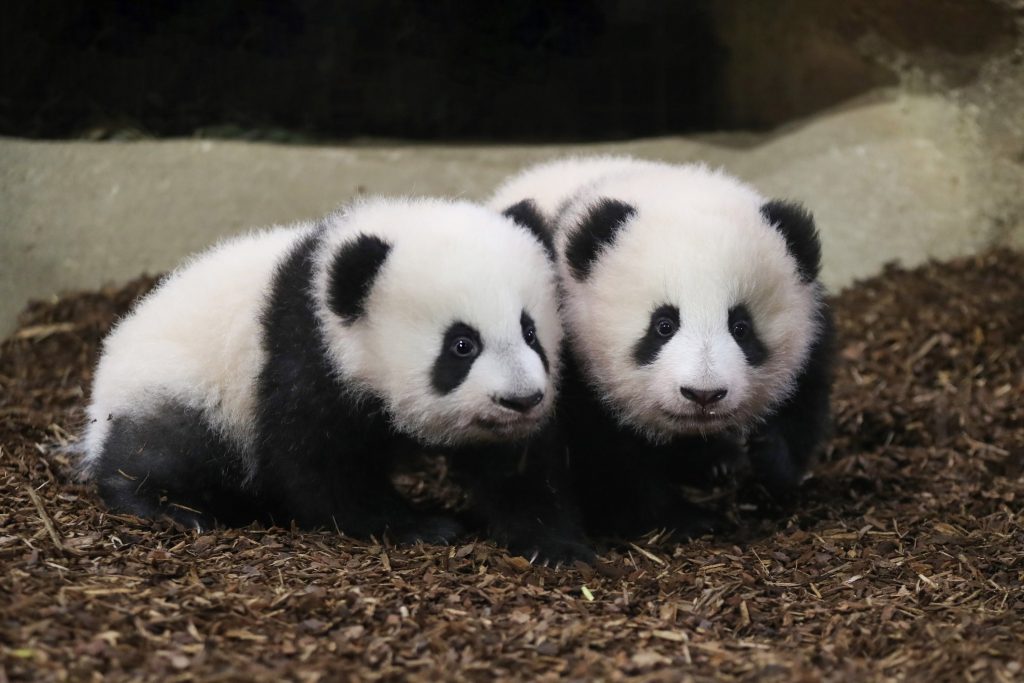 Pandamania: Twin cubs in French zoo take 1st steps in public
