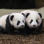 Pandamania: Twin cubs in French zoo take 1st steps in public