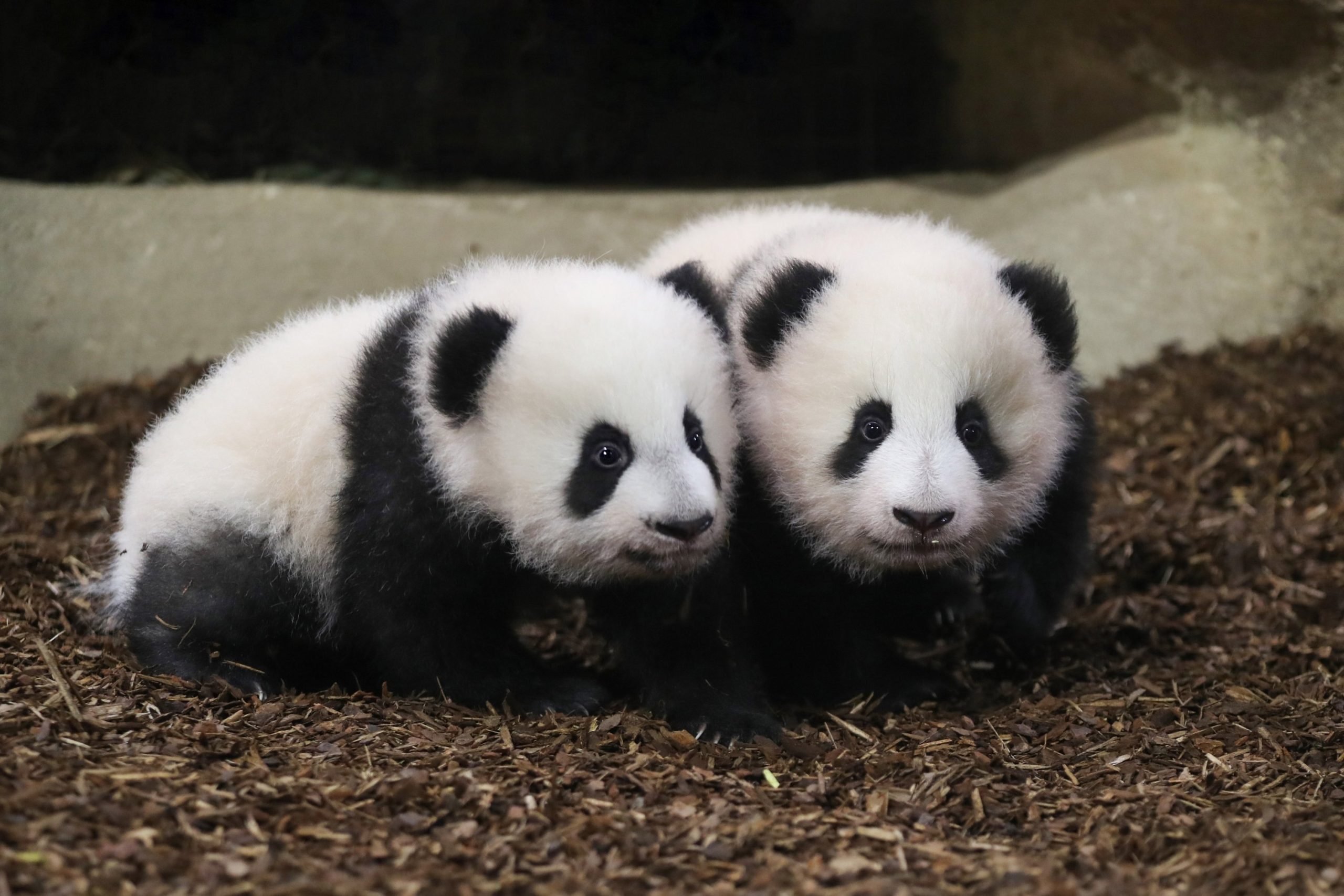 Pandamania: Twin cubs in French zoo take 1st steps in public