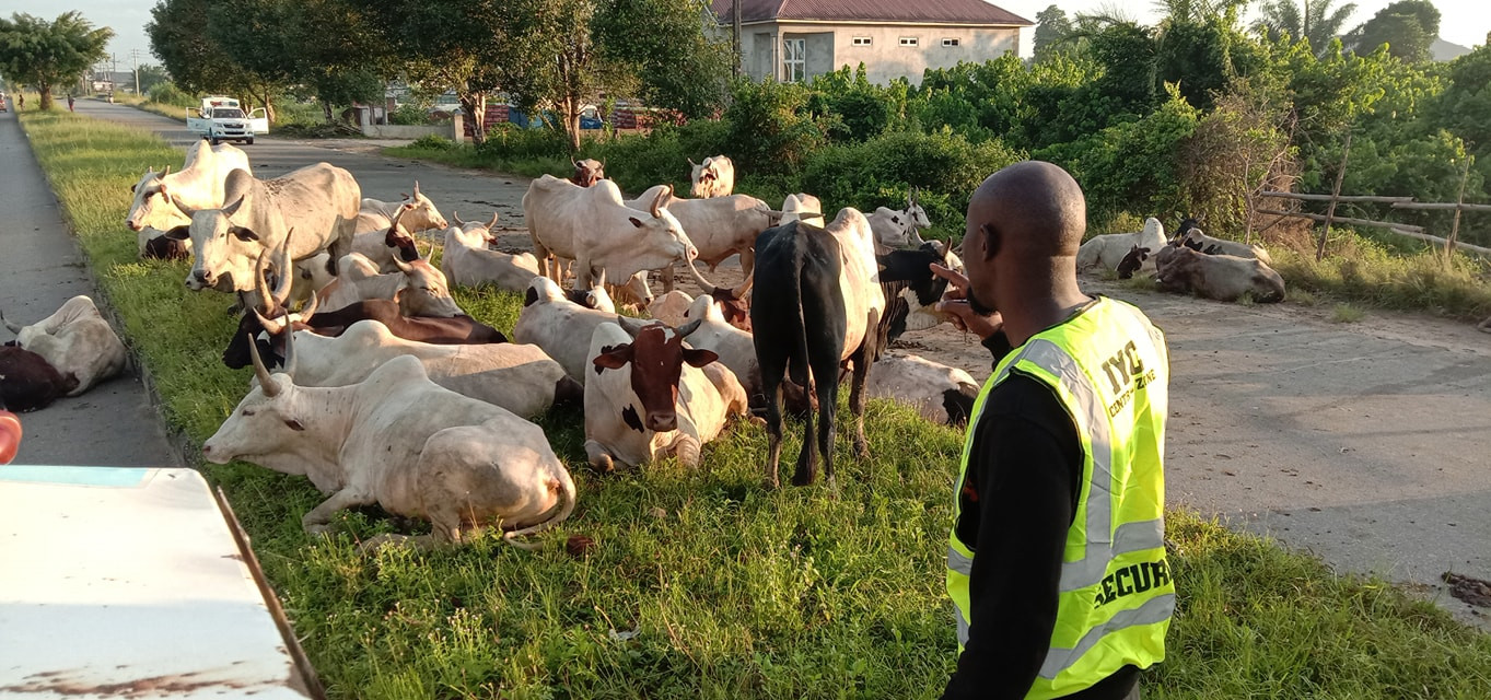 Anti-open grazing law suffers setback in Bayelsa as herders violate law