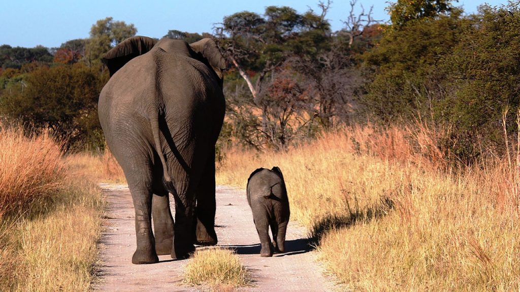 Hwange-Elephant