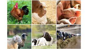 National livestock transformation Plan