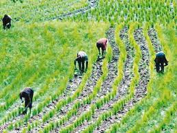 Nigeria wins 2021 World Soil Day Award
