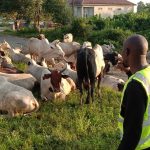 Anti-open grazing law suffers setback in Bayelsa as herders violate law