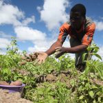 African-farmers