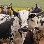 How_to_Start_Cattle_Rearing_Business_in_fine-cattle