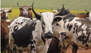How_to_Start_Cattle_Rearing_Business_in_fine-cattle