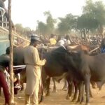 Cattle-Abia-Market-Cows