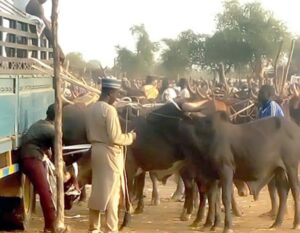 Cattle-Abia-Market-Cows