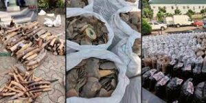 Customs intercept pangolin scales, elephant tusks worth N3.1bn in Lagos