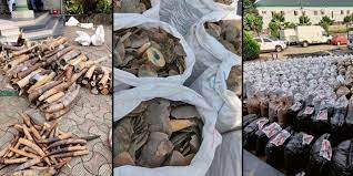 Customs intercept pangolin scales, elephant tusks worth N3.1bn in Lagos