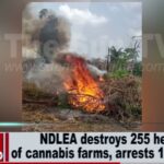 NDLEA destroys 255 hectares  of Cannabis farm, arrests 13 in Ondo  (VIDEO)