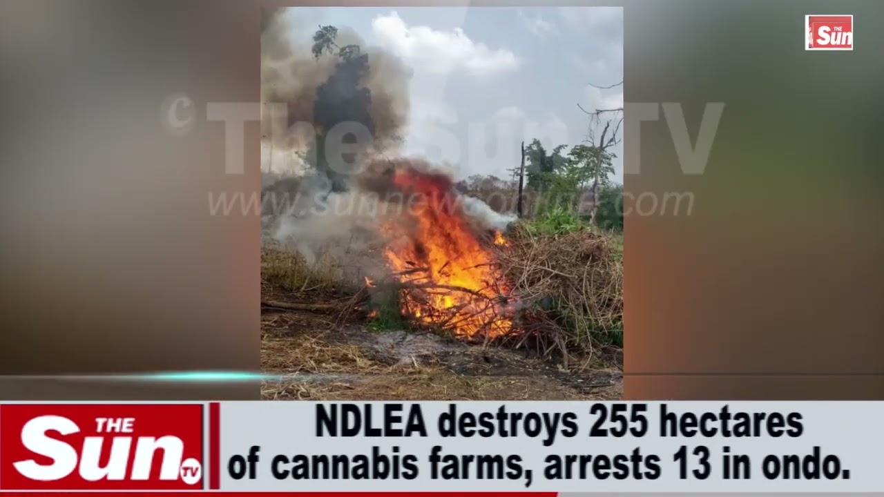 NDLEA destroys 255 hectares  of Cannabis farm, arrests 13 in Ondo  (VIDEO)
