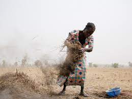 PCC resolves 4,000 cases in Borno
