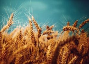 wheat-farming