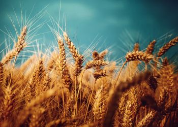 wheat-farming