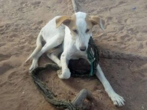 Gombe: Panel beater kills okada man for hitting his dog