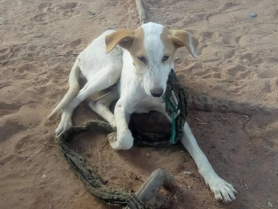 Gombe: Panel beater kills okada man for hitting his dog