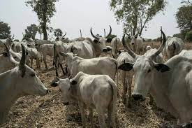 2000 pregnant cows project suffers miscarriage