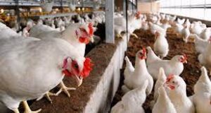 Avian Influenza
